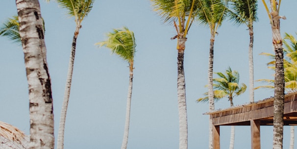 palm trees on beach during daytime