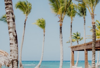 palm trees on beach during daytime